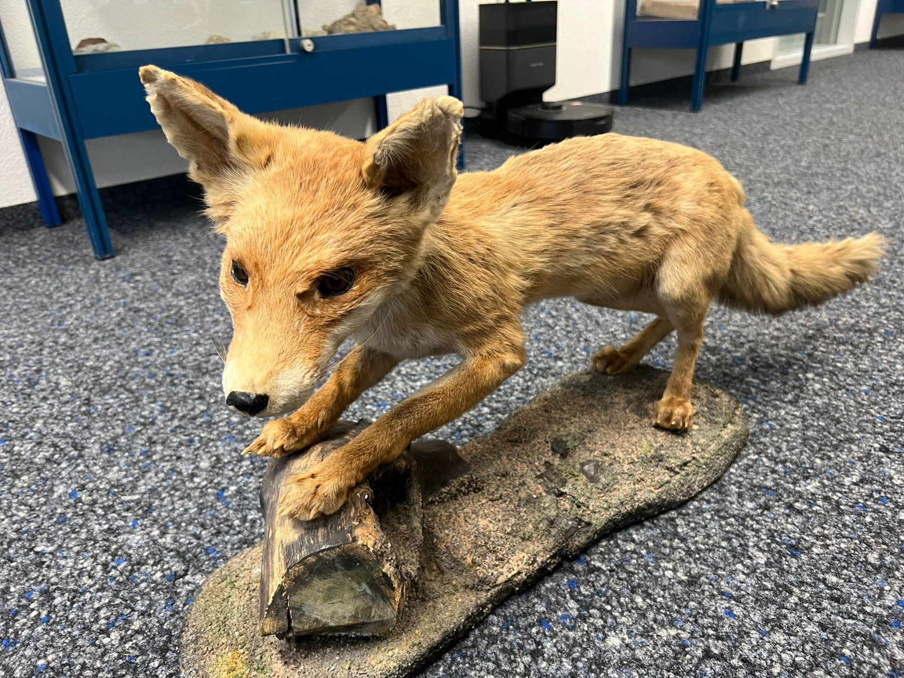 Il mondo degli animali: Tierpräparat: Rotfuchs (stehend) – Usato da Staufen venduto da Miramebien 1