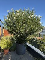 Grosser Oleander / weisse Blüten / ecopots Amsterdam wheels