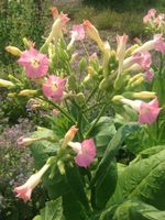 Tabak Virginia Gold - Nicotiana tabacum - ca. 300 Samen