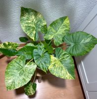 Alocasia Macrorrhiza Aurea Variegata