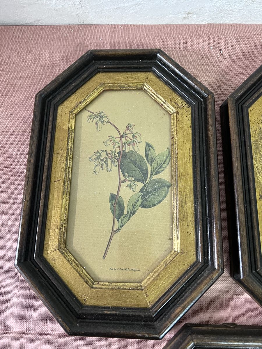 Posters & Illustrations: 3 Antike  Blumenbilder (2) – D'occasion à Glattfelden par brockischweiz 1