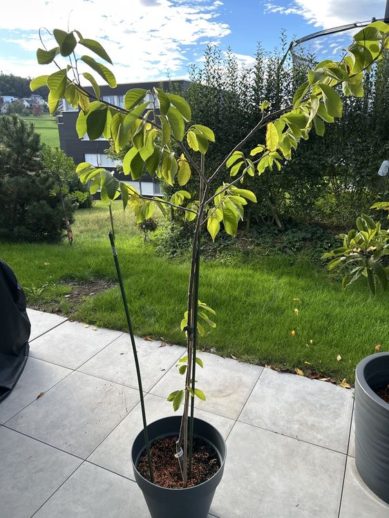 Cherimoya (Annona Pflanze) aus Sdamerika (Gebraucht) in Rossrti fr CHF  35  nur Abholung auf Ricardo kaufen