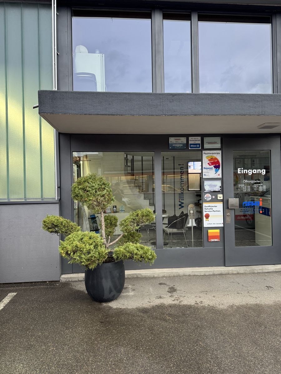Piante & sementi: Grosser Garten Bonsai Juniperus/Wacholder – Usato da Rümlang venduto da Gruseh.ch 4