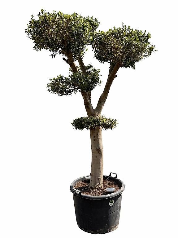 Pflanzen & Samen: Olivenbaum "Pom-Pom 1“ Versand möglich – Neu (gemäss Beschreibung) aus Zuckenriet von Thur_Plant