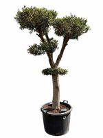 planten taxus ECOstyle Coniferen & Taxus-AZ+ mest main image 0