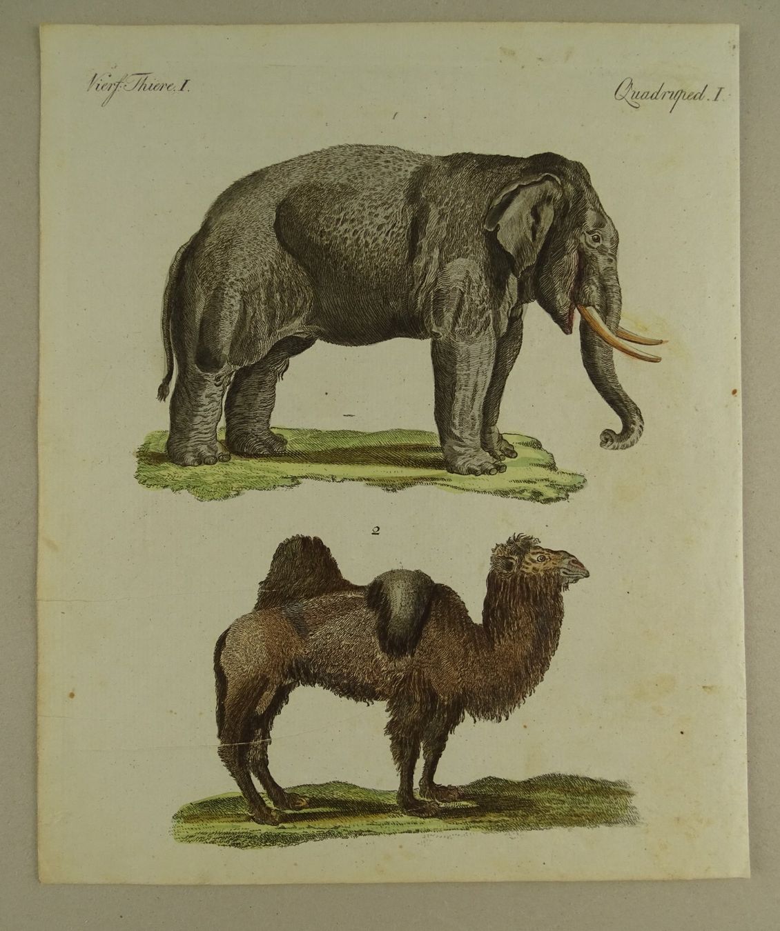 Incisioni: ELEFANT & KAMEL, KUPFERSTICH UM 1810 – Usato da Grüningen venduto da Kartensammler