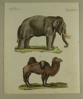 ELEFANT & KAMEL, KUPFERSTICH UM 1810