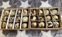 24 Stück Wachteleier zum Basten / Dekoration