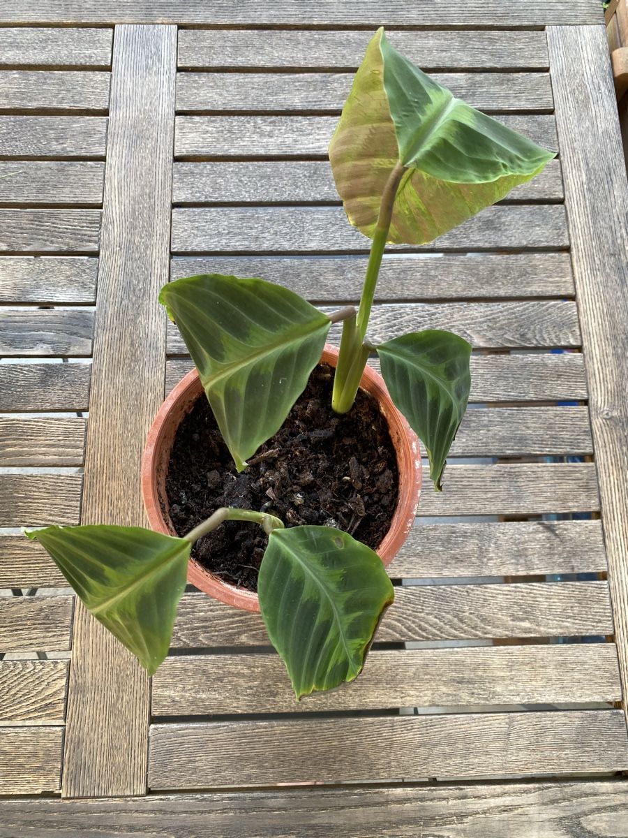 Pflanzen & Samen: Calathea warscewiczii – Gebraucht aus Alchenflüh von smart-