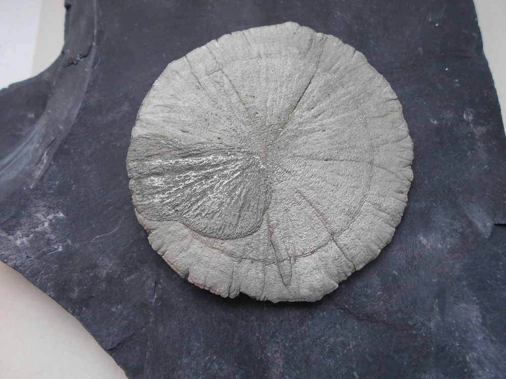 Pyrit / Markasit Sonne aus Ilinois USA ca 130 gr (Neu (gemäss ...