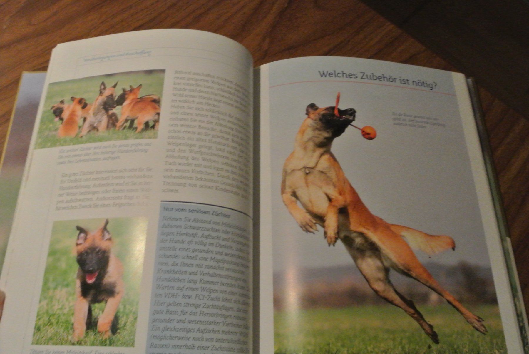 Libri: Belgischer Schäferhund – Usato da Rüschlikon venduto da Plk1 1