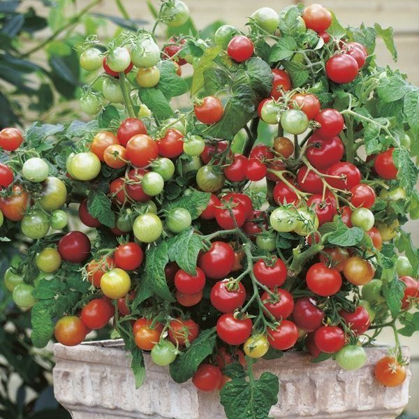 Pflanzen & Samen: 50 Samen MASKOTKA Tomate – Neu (gemäss Beschreibung) aus Ehrendingen von VerveinaSamen