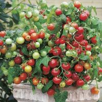 50 Samen MASKOTKA Tomate