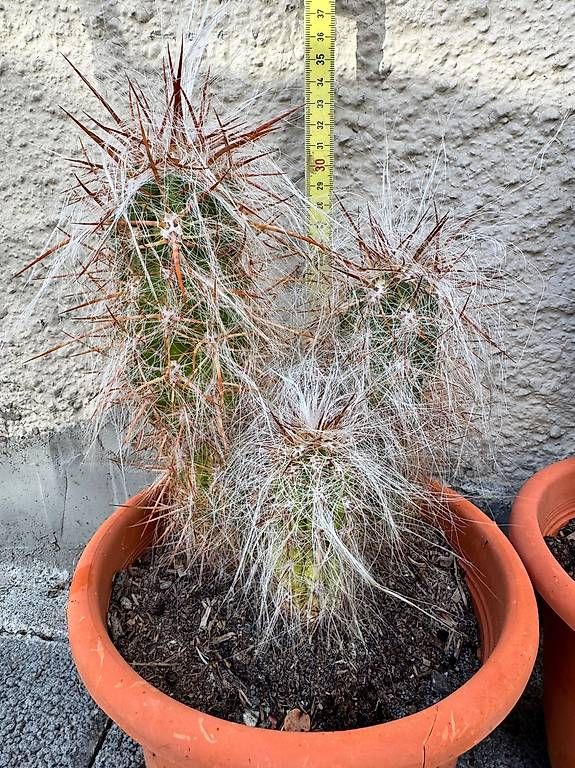 Pflanzen & Samen: Kakteen – Gebraucht aus Unterkulm von ciro07 1