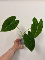 😍 Alocasia Frydek Baby (Nr. 3)