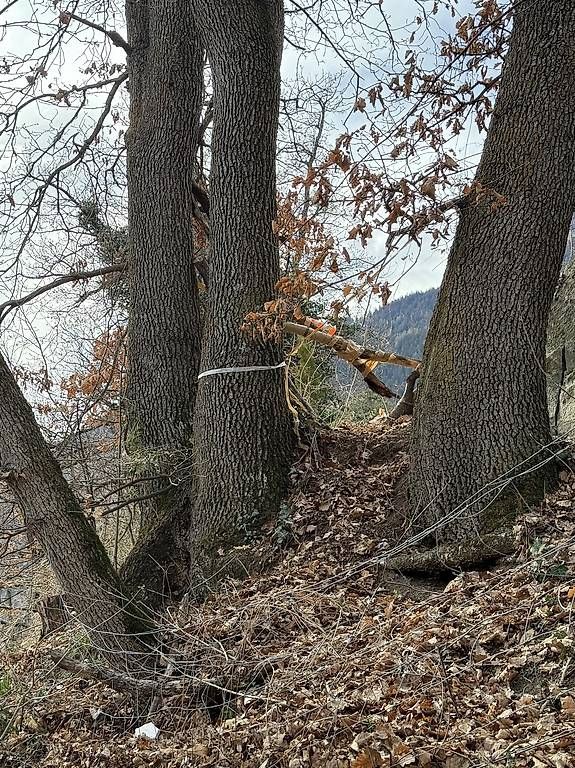 Articoli in legno: Eichen Holz Stammholz – Usato da Naters venduto da brunteles 1