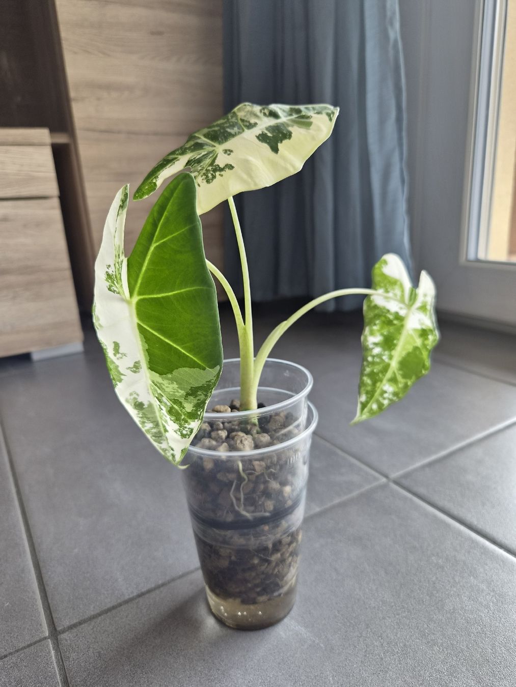 Piante & sementi: Alocasia Frydek variegata – Nuovo e nell'imballaggio originale da Aarburg venduto da lau_jtf8 1