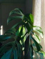 Monstera deliciosa var. sierrana (Hawaii Clone)