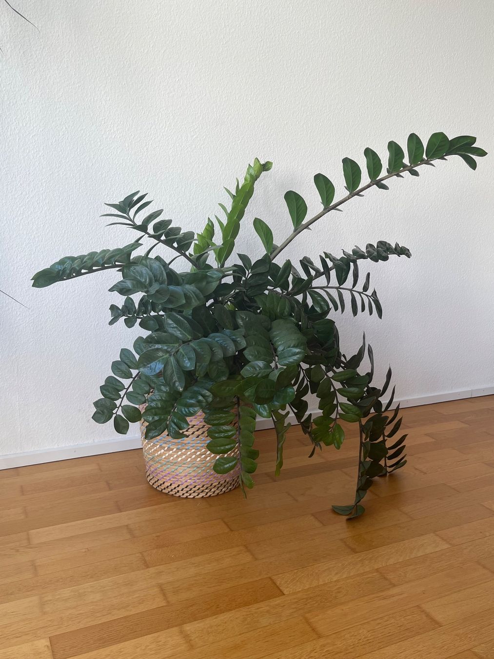 Pflanzen & Samen: Zamioculcas / Glücksfeder – Gebraucht aus Baden von Highlight1