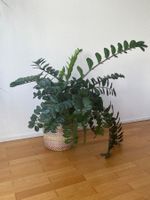 Zamioculcas / Glücksfeder