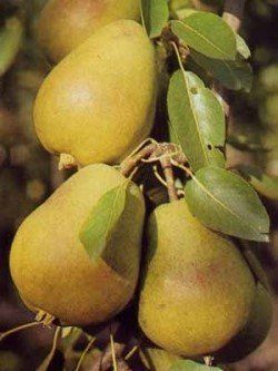 Pflanzen & Samen: Obstbäume / Obstbaum – Neu und originalverpackt aus Kleinwangen von obs_yb77 5