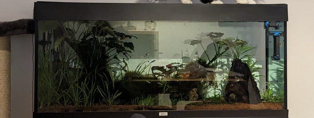 Juwel Aquarium: Juwel Rio 240  Schwarz – D'occasion à Sirnach par soren02