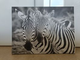 Fotoleinwand Zebras