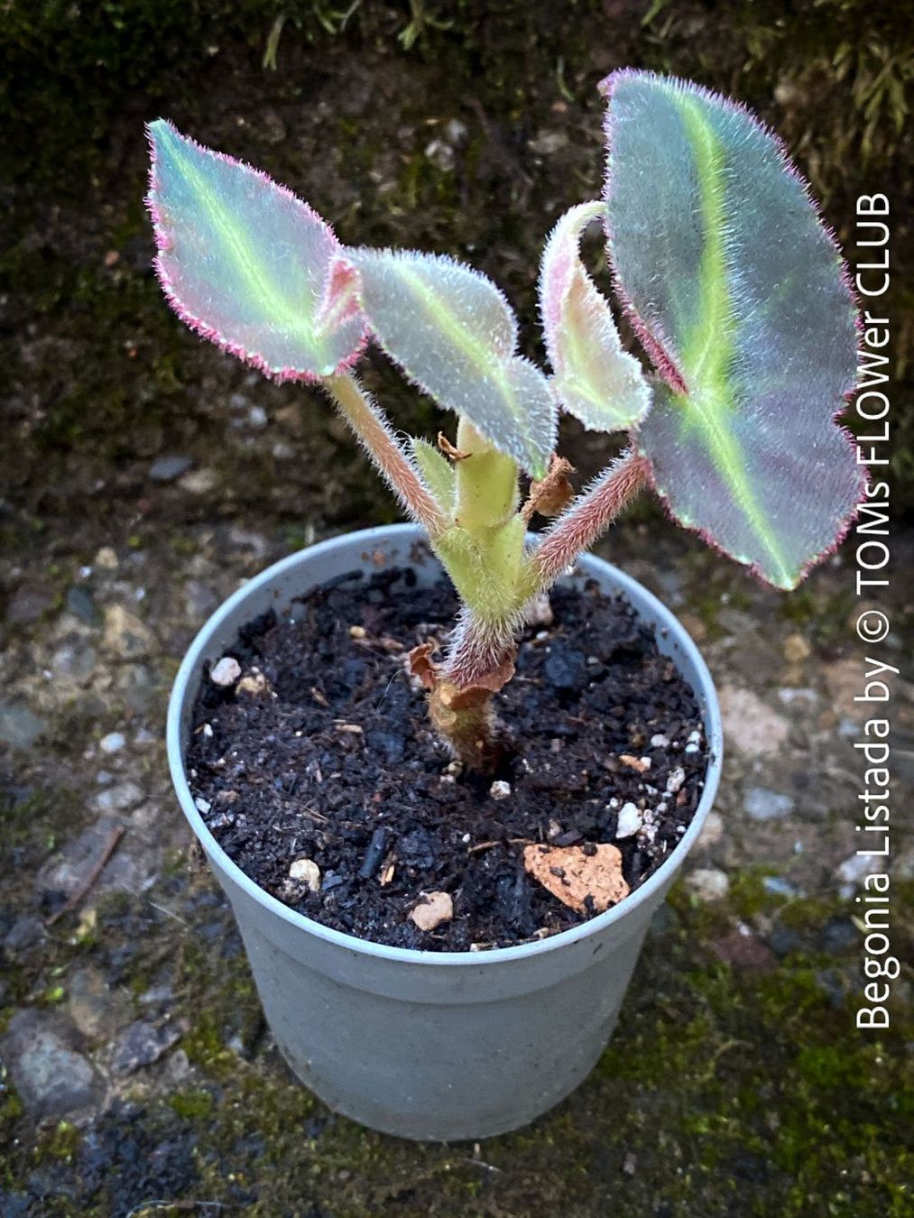 Piante & sementi: Begonia Listada - tropisch aus Brasilien – Nuovo e nell'imballaggio originale da Adliswil venduto da TAKEYOURPLANT 2