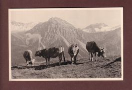 Photo - VACHES / KÜHE