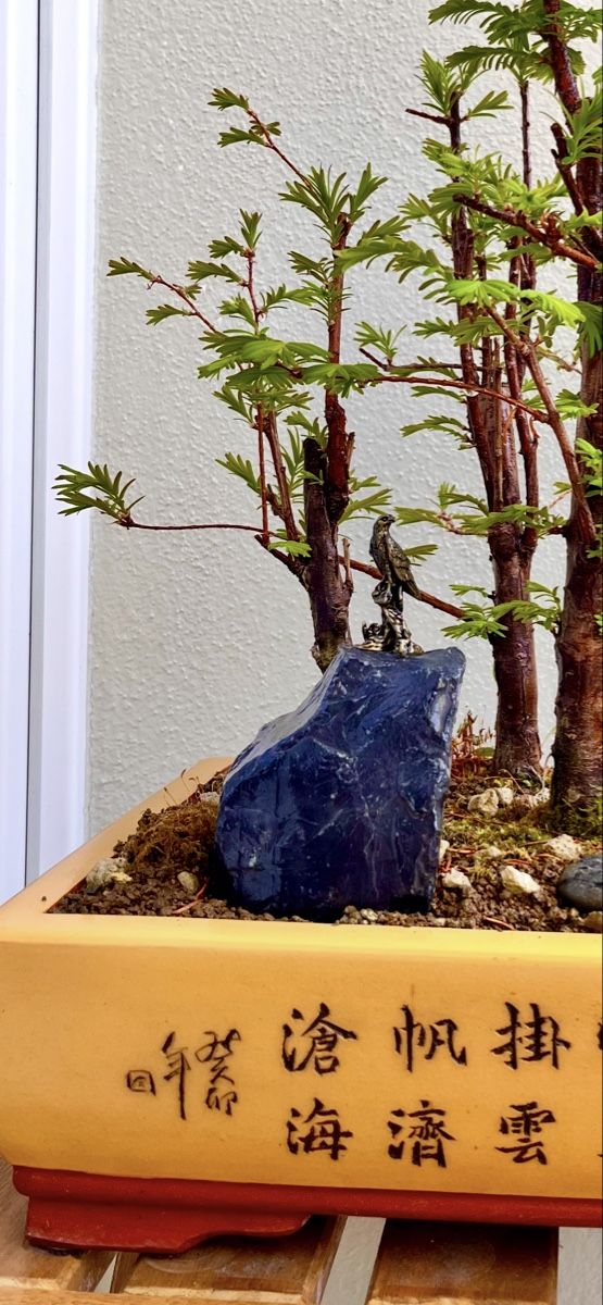 Piante & sementi: Bonsai Wald Gruppe – Nuovo (secondo la descrizione) da Fislisbach venduto da fislisbach5442 5