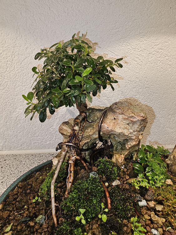 Einzigartige Bonsai Konstellation 6
