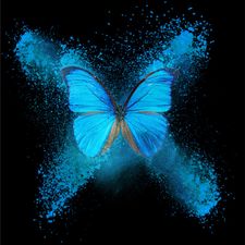 Profile image of PAPILLON-BLEU