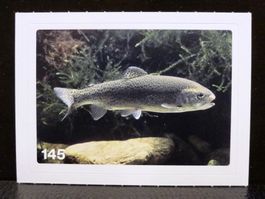 MIGROS MANIA Nature Detectives Nr. 145