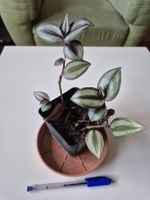 Tradescantia, anfängerfreundlich, dekorative Zimmerpflanze