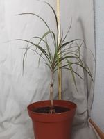 Dracaena, ca. 57 cm, Ableger 2,5 Jahre alt, im Topf