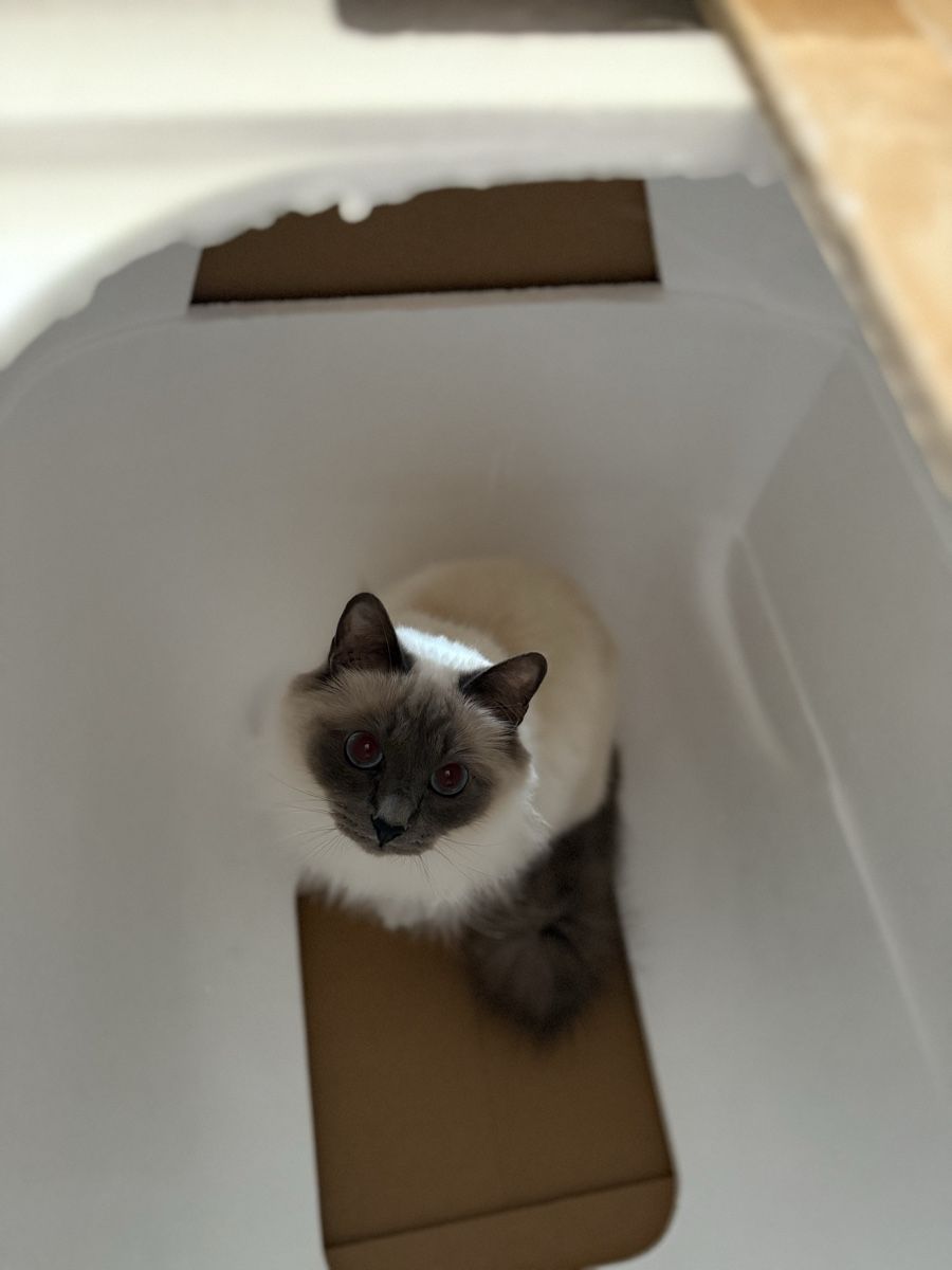 Gattaiole: PetSnowy Automatic Cat Litter Box White with New Lid – Usato da Genève venduto da lor_dm8g 6