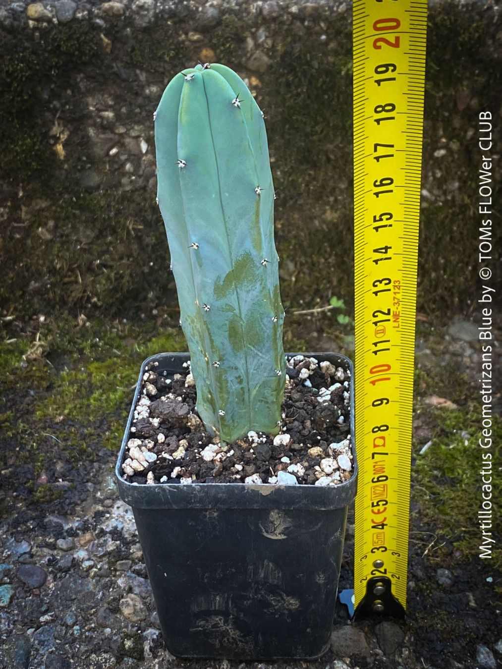 Myrtillocactus Geometrizans Blue - Kaktus blau wie das Meer (Neu und  originalverpackt) in Adliswil fr CHF 19  nur Abholung auf Ricardo kaufen