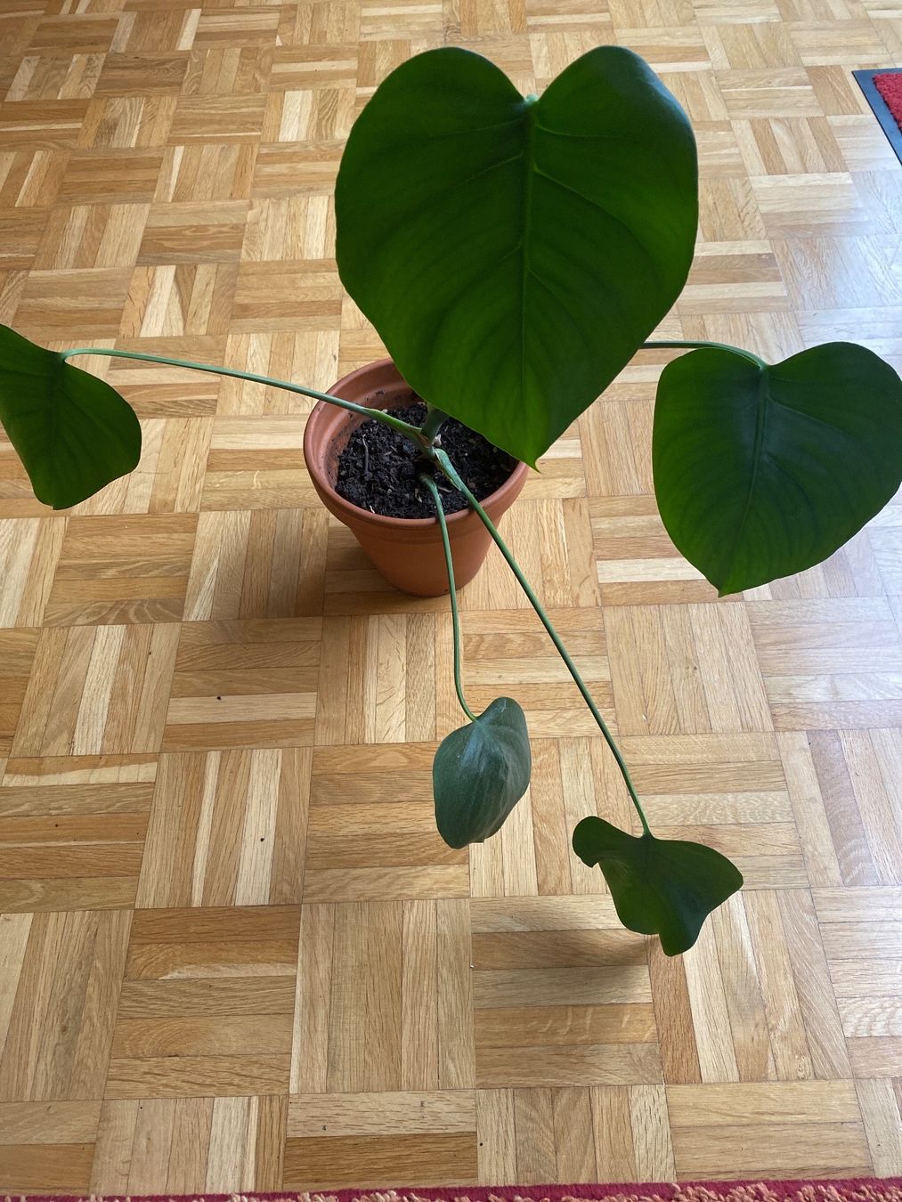 Piante & sementi: Monstera deliciosa - 11cm – Nuovo (secondo la descrizione) da Affoltern am Albis venduto da Michi_1414 1