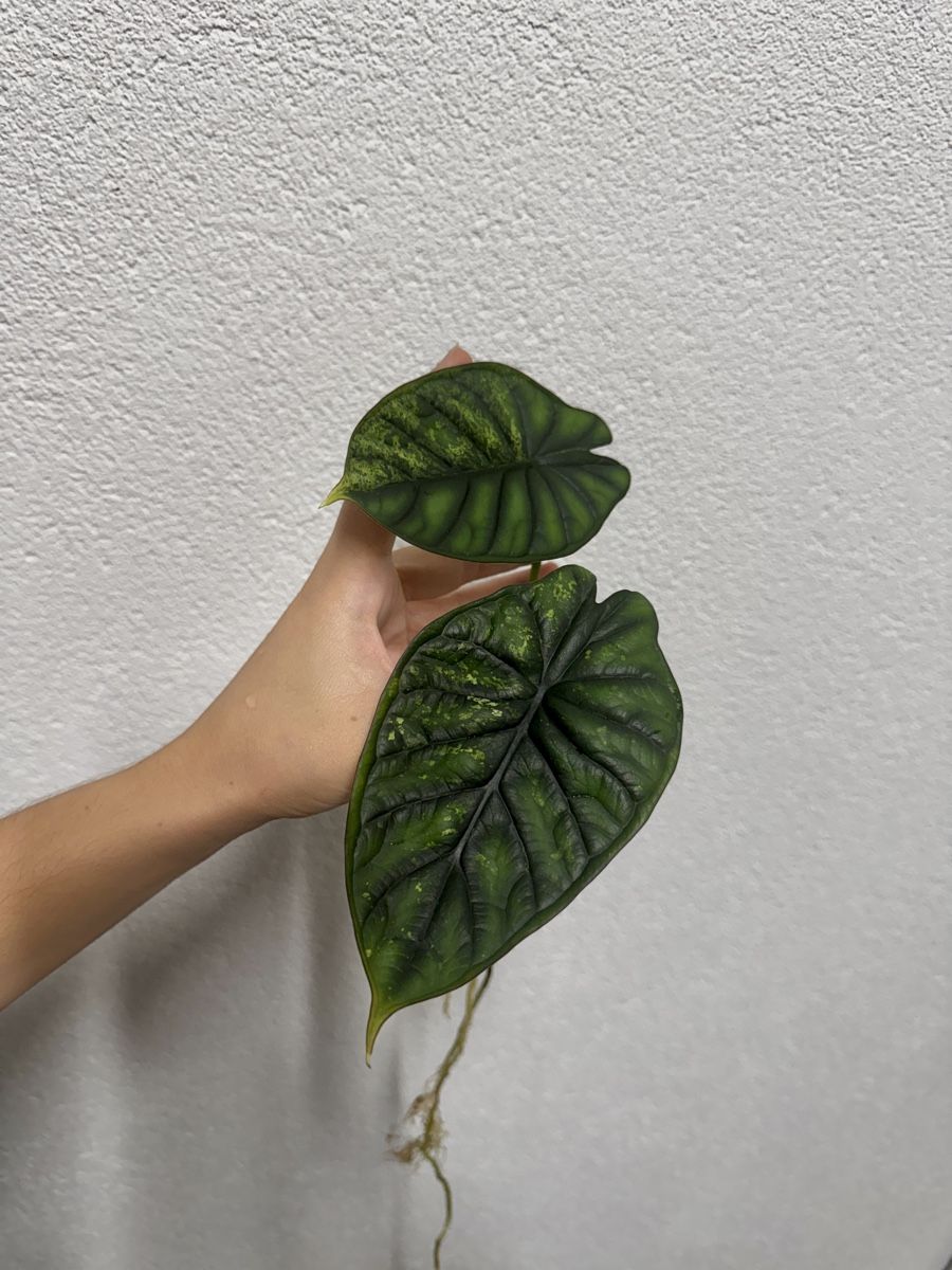 Pflanzen & Samen: 🌱 Alocasia dragon scale mint – Gebraucht aus Niederbuchsiten von GreenGems 1