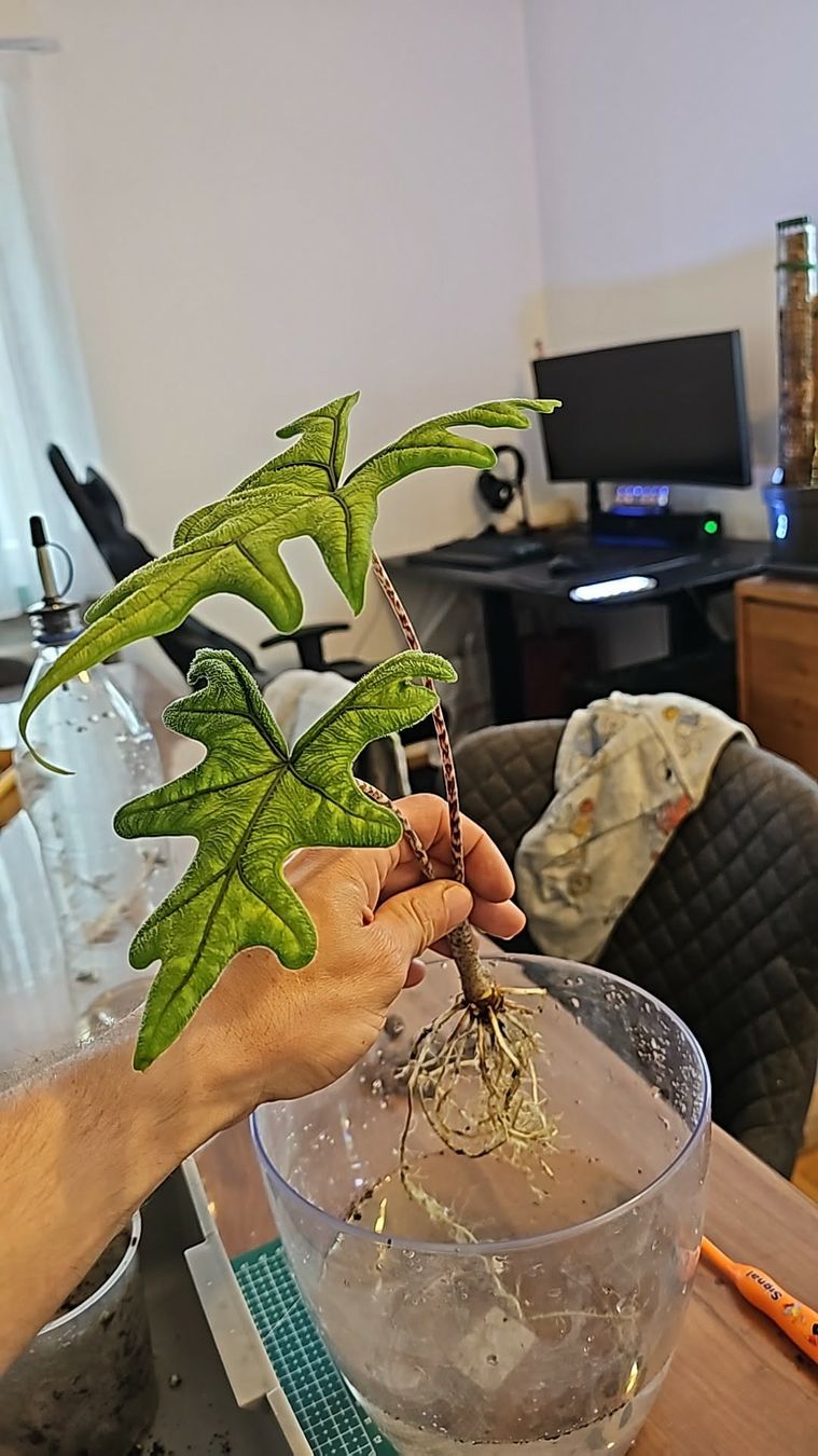 Piante & sementi: Alocasia Jacklyn Rhizom – Nuovo (secondo la descrizione) da Utzenstorf venduto da Dac_mk