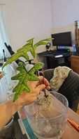 Alocasia Jacklyn Rhizom