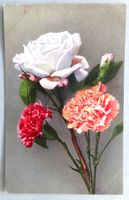 Rose et oeillets