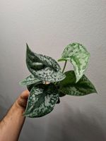 Scindapsus 'Exotica'