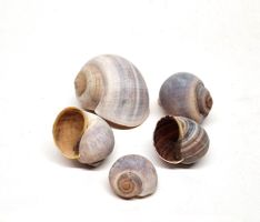 Globosa Schnecke 3 - 4 cm 20 Stück *Ausverkauf*
