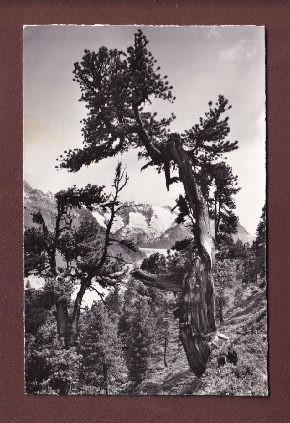 Cartoline postali: ALETSCHWALD - Arven – Usato da Pully venduto da nicecards-shop