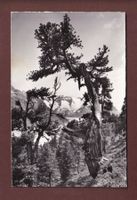 ALETSCHWALD - Arven