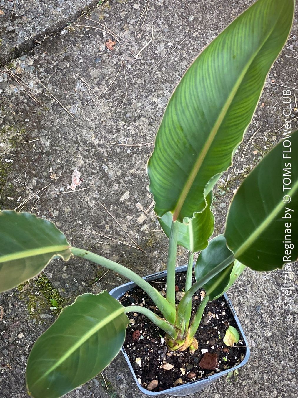 Plantes & graines: Strelitzia Reginae - 100cm - für Deinen Garten oder Balkon – Neuf avec emballage d'origine à Adliswil par asTOMas963 3