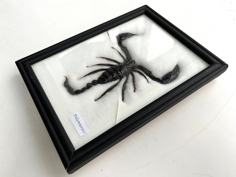Echter Tausendfüßler Skolopendra Morsitans – Taxidermie-Exemplar In Holzbox, Ideal Für Sammler