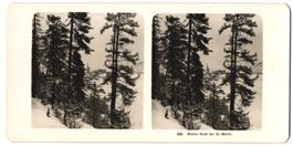 Stereo-Fotografie St. Moritz, Winter Wal