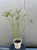 PAPYRUS STECKLING